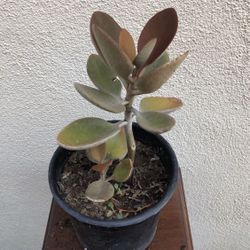 Spoon Kalanchoe Succulent In 6” Pot