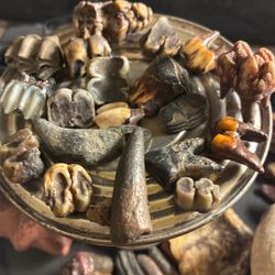 Lot Of Fossil Ice Age Prehistoric 