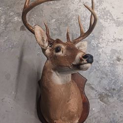 Lot Of 6 items Mounted Deer Heads and Turkey also mounted 