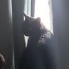 Lando
