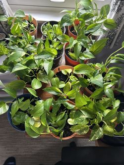 Beautiful Pothos Plants