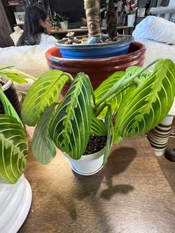 Lemon Lime Prayer plant 🪴