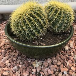 Twin Golden Barrel With Planter