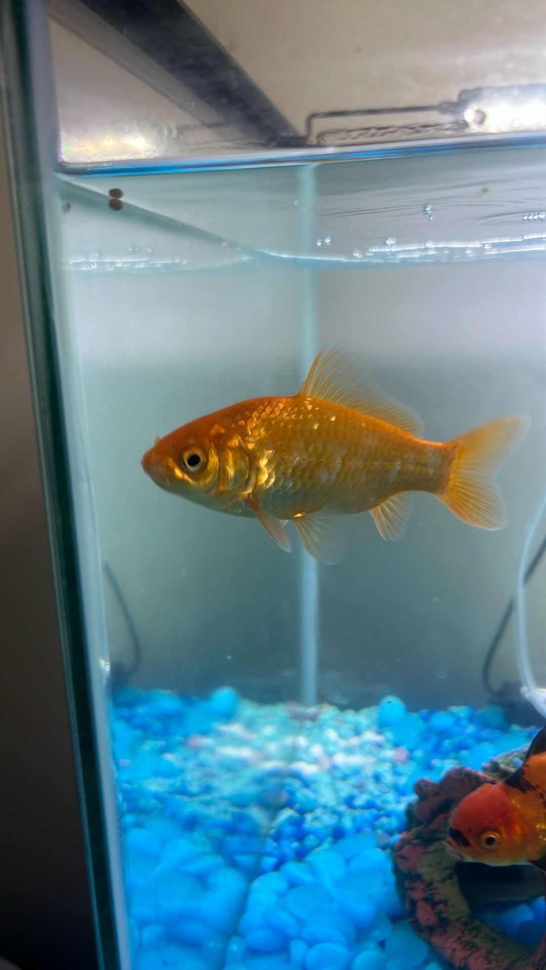 Common Goldfish