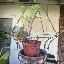 Succulent Arrangement