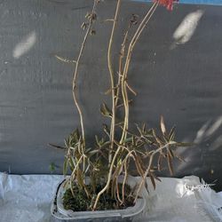 Whole Bunch Of Kalanchoe Plant