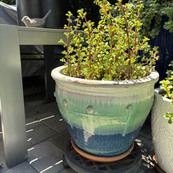 Elephant Plant+pot