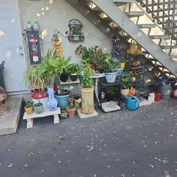 Plant Sale Plants Pots Stands  🌵🌵🌵🌵