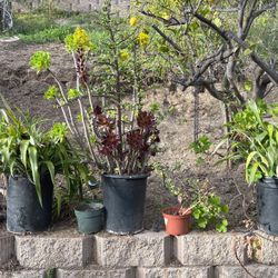 Three Different Succulents In 1 Pot🌹