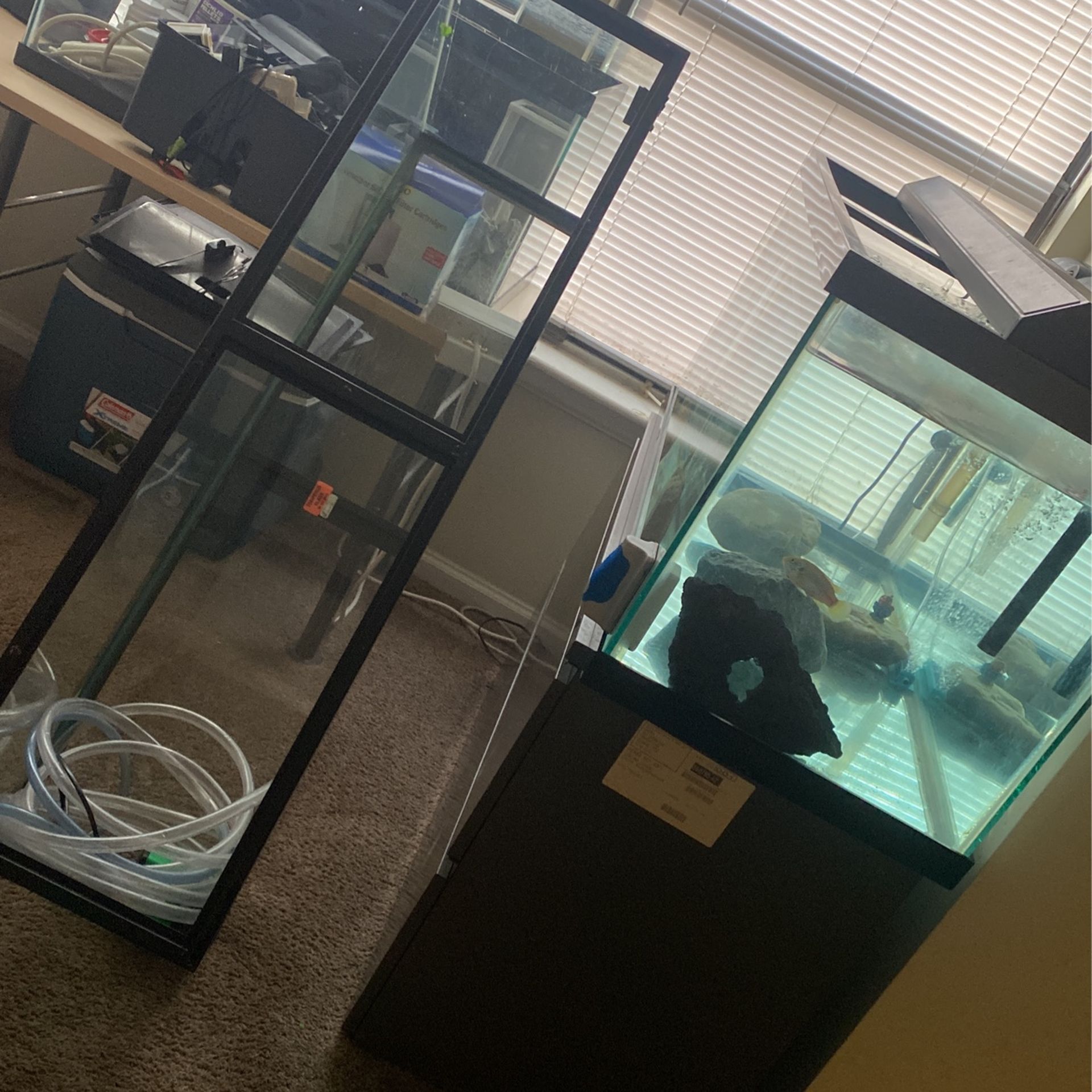 3x Aquarium  (75g, 55g, 40g)    800$$$