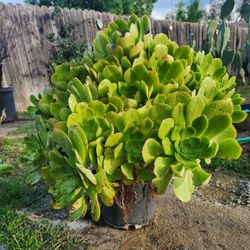 Suculent Plant 