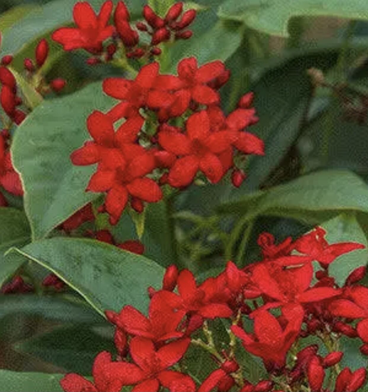 Jatropha Plants 🌱 