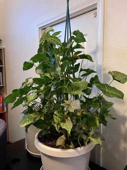 Arrowhead Plant (Syngonium podophyllum)