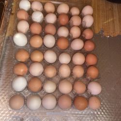 Organic Fresh Eggs Dozen $6