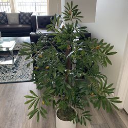 Artificial Olive Plant With Pot