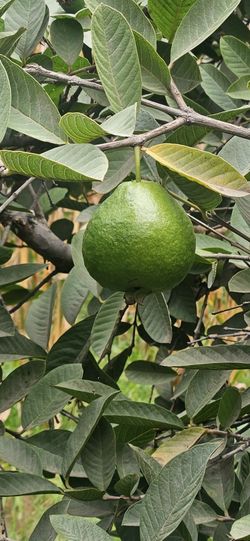Guayabas Blancas.   2$  Libra 