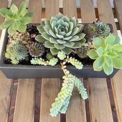 Desktop Succulent Plant in Planter