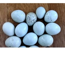 Huevos Azules Fértiles De Codornices 