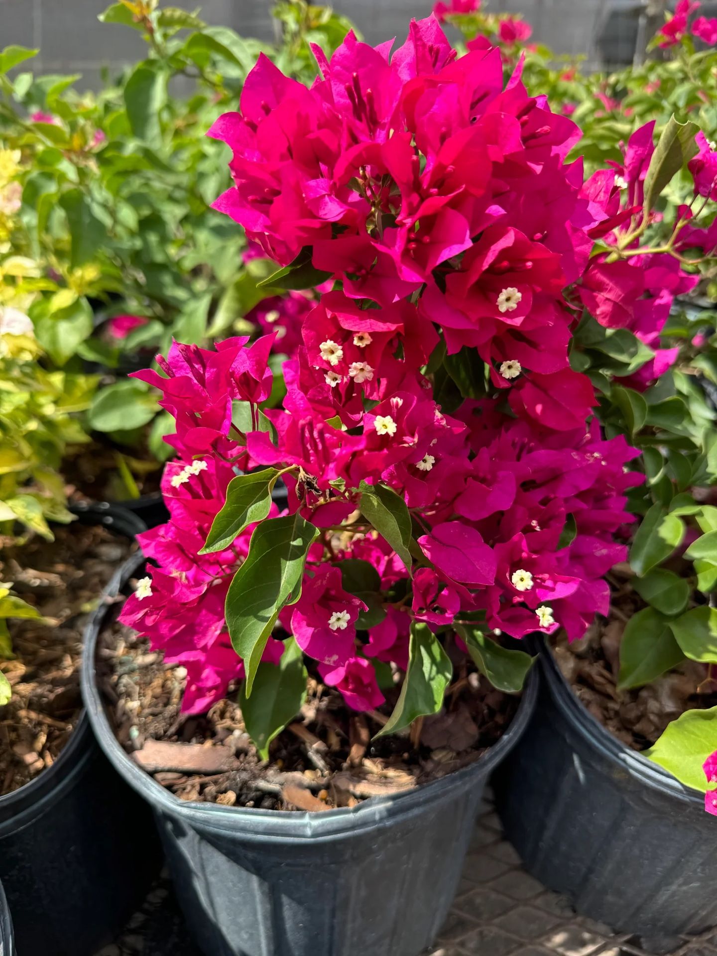 Small Bougainvillea Plant