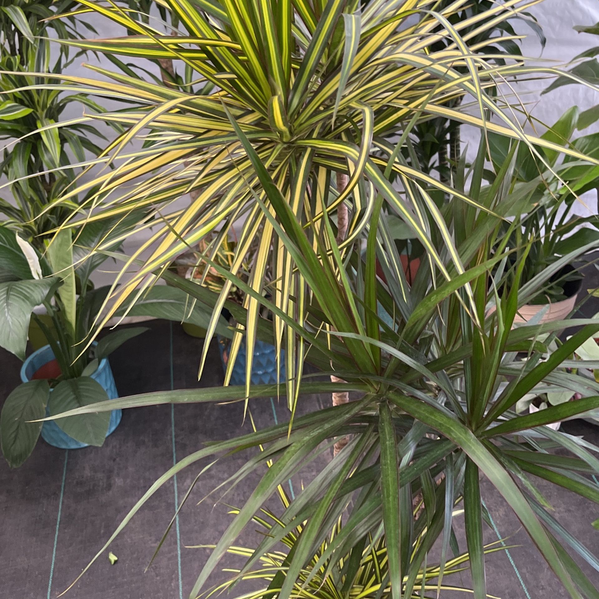Dracaena Marginata Kiwi On a 10 Inch Pot