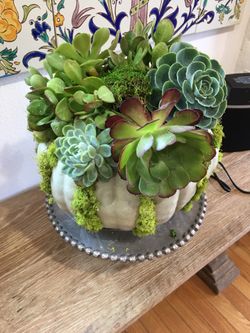 Pumpkin with live succulents