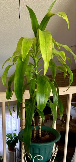 Live Plant