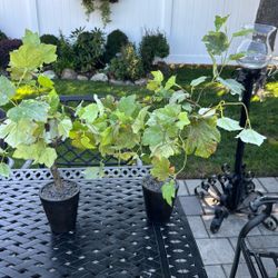 Lot Of 2 Faux Grape Plants In Black Container