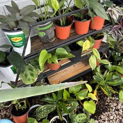 Houseplants Live Plants 4” Pot Indoor Home Decor - 5 each