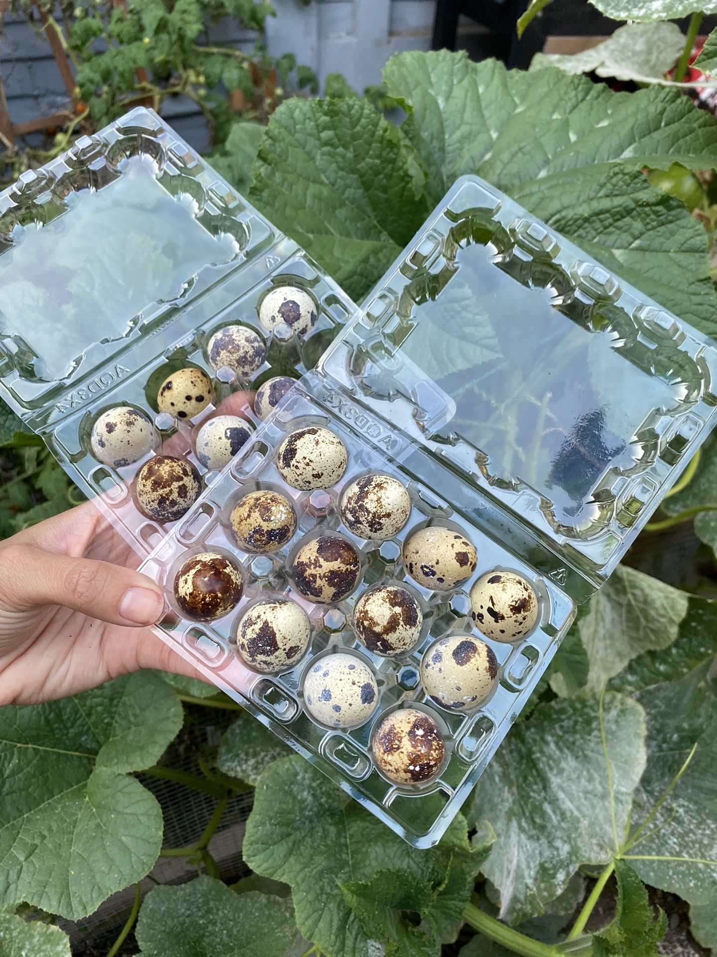 Organic Quail Eggs