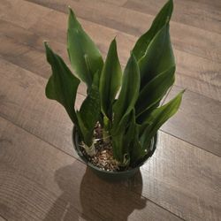 Live Snake Plant
