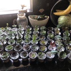 Live Succulents Indoor / Outdoor