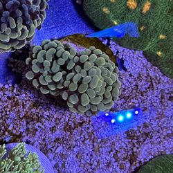 Saltwater Coral Decorations