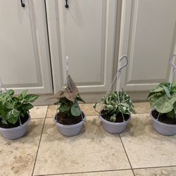 15 Dollar Plants 