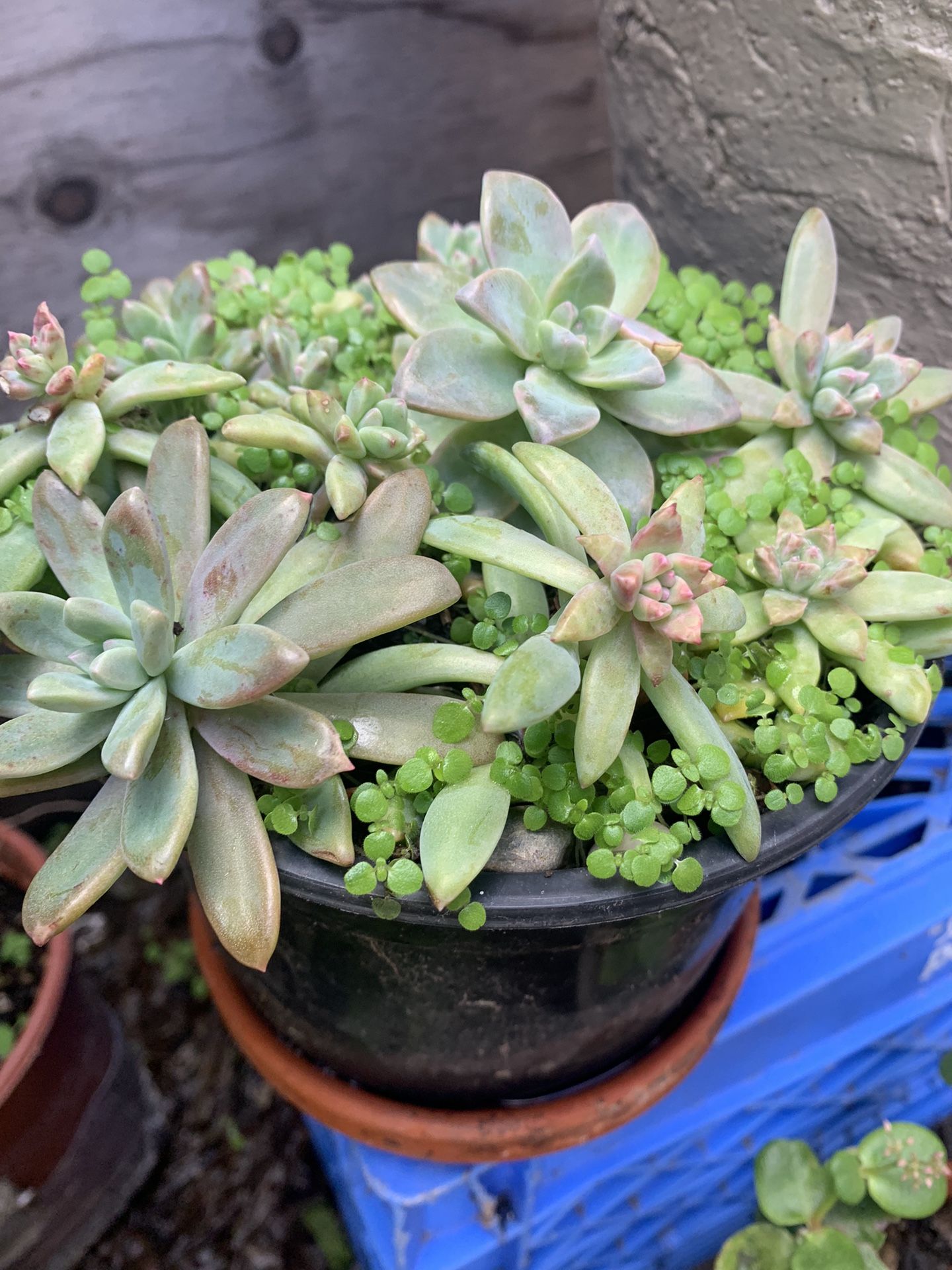 Succulents In the Pot.