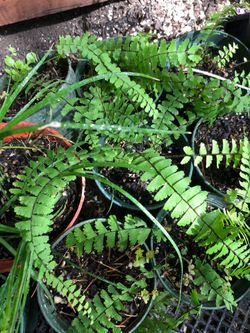 Fern hanging plant in 4 in pot