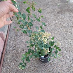 Planta Sellama Reseda Aromatica 