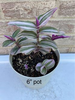 Tradescantia Nanouk Plant