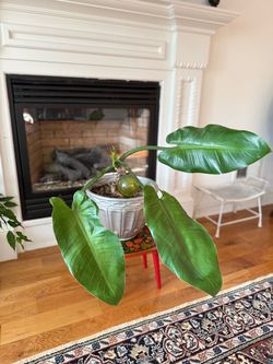 Philodendron Rugosum Aberrant Form. Live plant. Nice large pot is included.