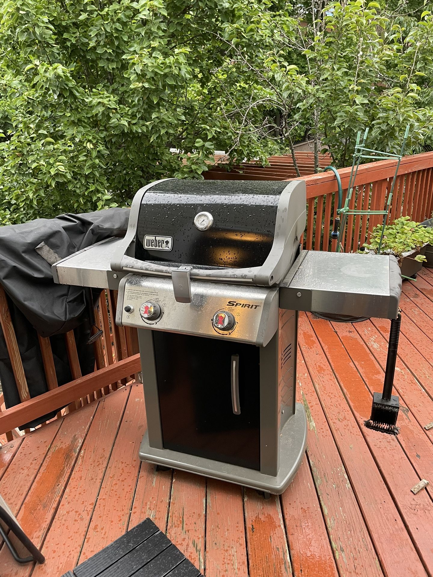 Weber Grill