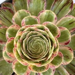 Aeonium Plant