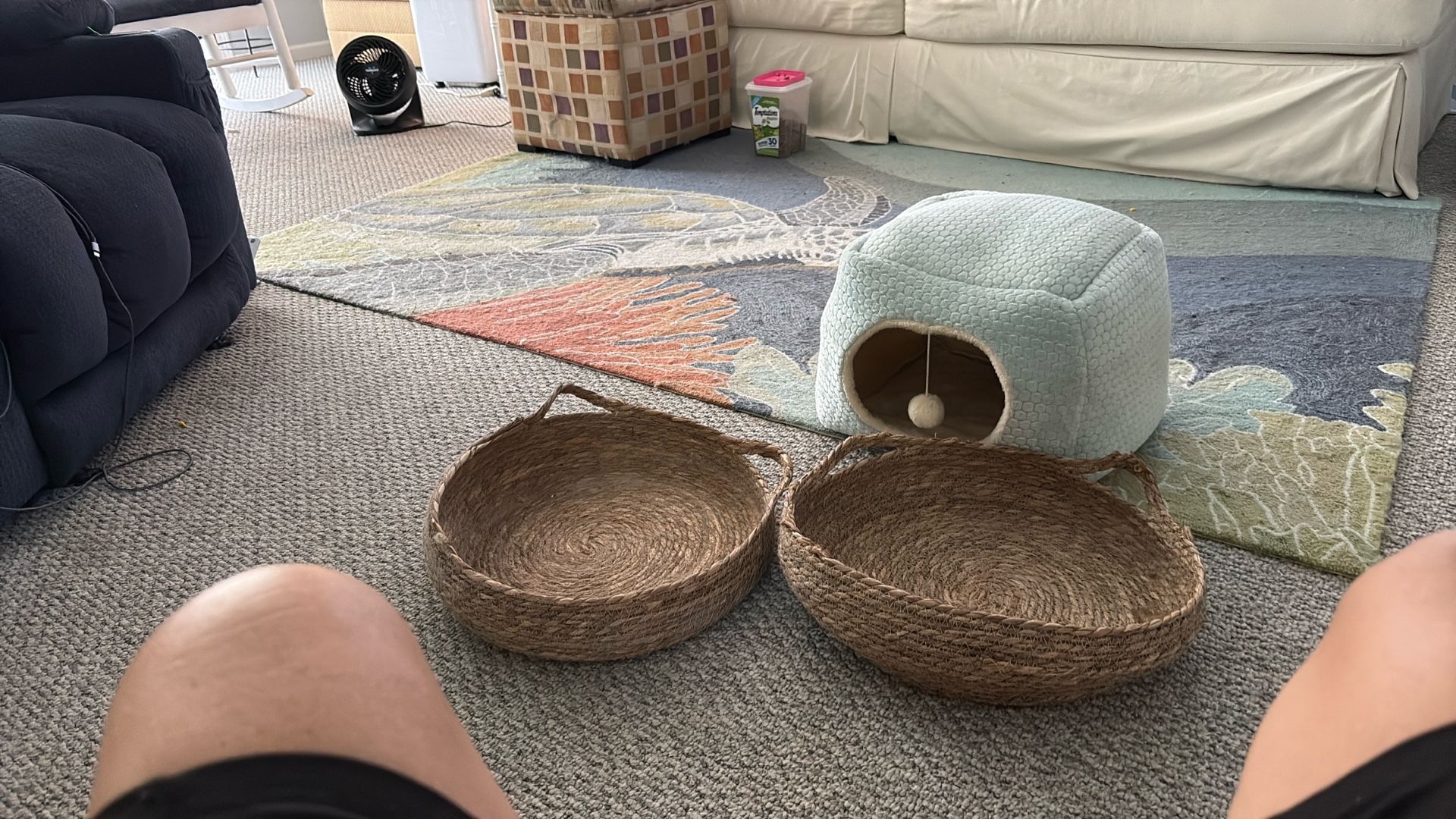 3 cat beds