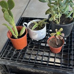 Total Of 4 Plants. Cactus, Spiders ,and Succulents 