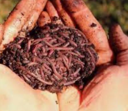 Worm Castings 