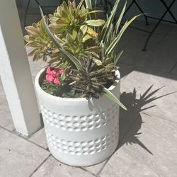 14” Ceramic Pot With Plants