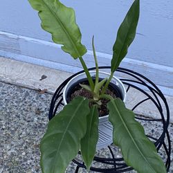 Philodendron Narrow Leaves In Ceramic Pot