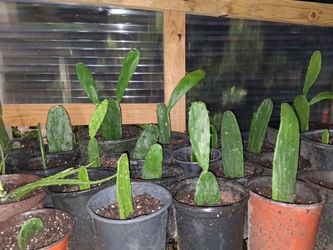 Plantas de Nopal