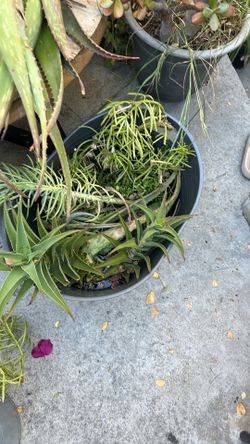Free cuttings