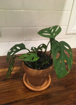 Monstera Adonsonii 🌱 plant