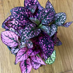Non-Toxic Pink Polka Dot Plant / Sprint Sale / Free Delivery Available 