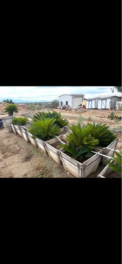 Sago palms